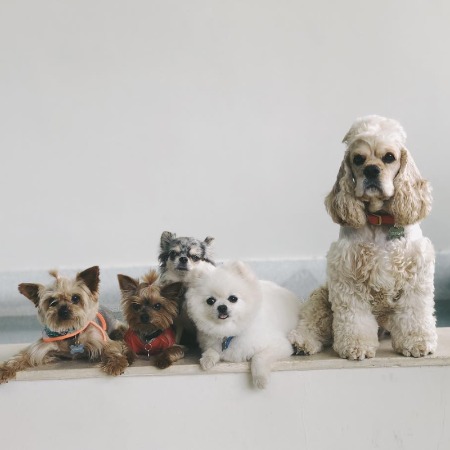 Yaya Kosikova pet dogs.